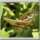 Metriopetera roeselii - Roesels Beissschrecke w02.jpg